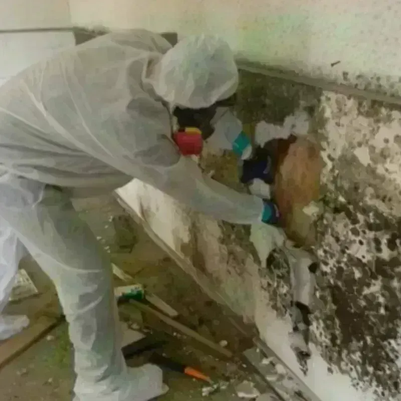 Mold Remediation and Removal in Madisonville, KY